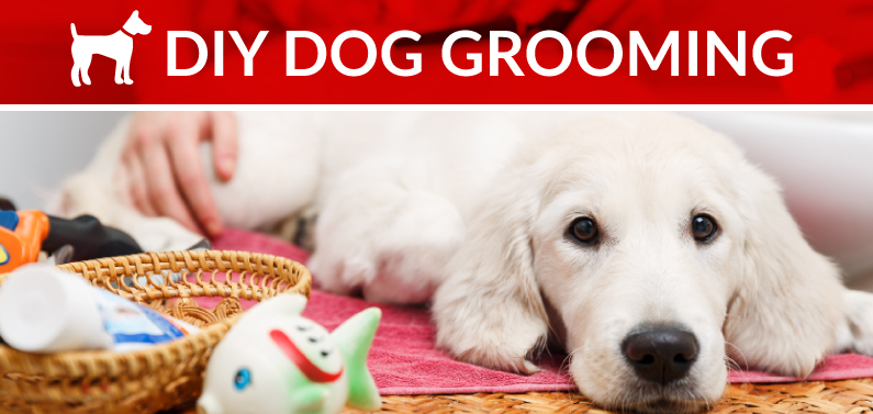  Diy Dog Grooming in the world Check it out now 