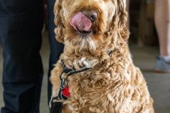 Altoona Police Department Therapy Dog, Donut!