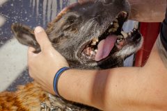 Police K9 Manso Bath Time