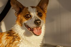 Corgi Bath Time