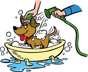 How Often Should You Wash Your Dog? - All Paws Pet Wash
