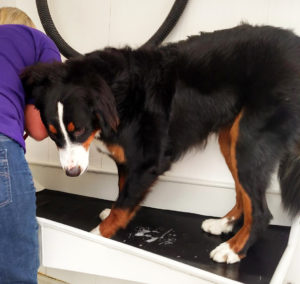 A Bernese Mountain Dog getting washed in the pet wash tub, looking at the camera shyly.