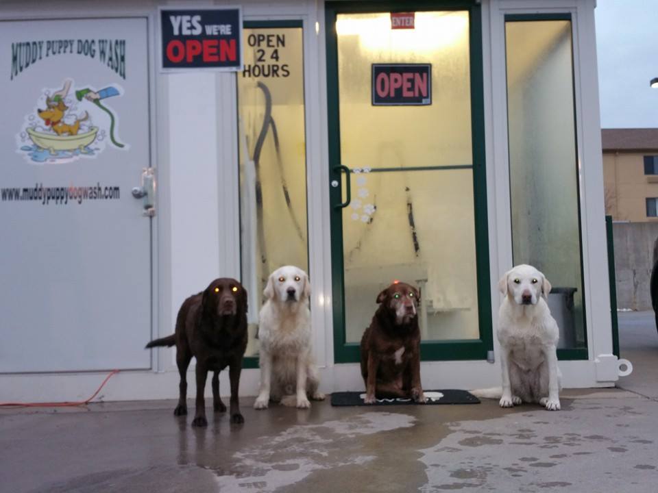 Four wet dogs sitting in a row in front of a pet wash.