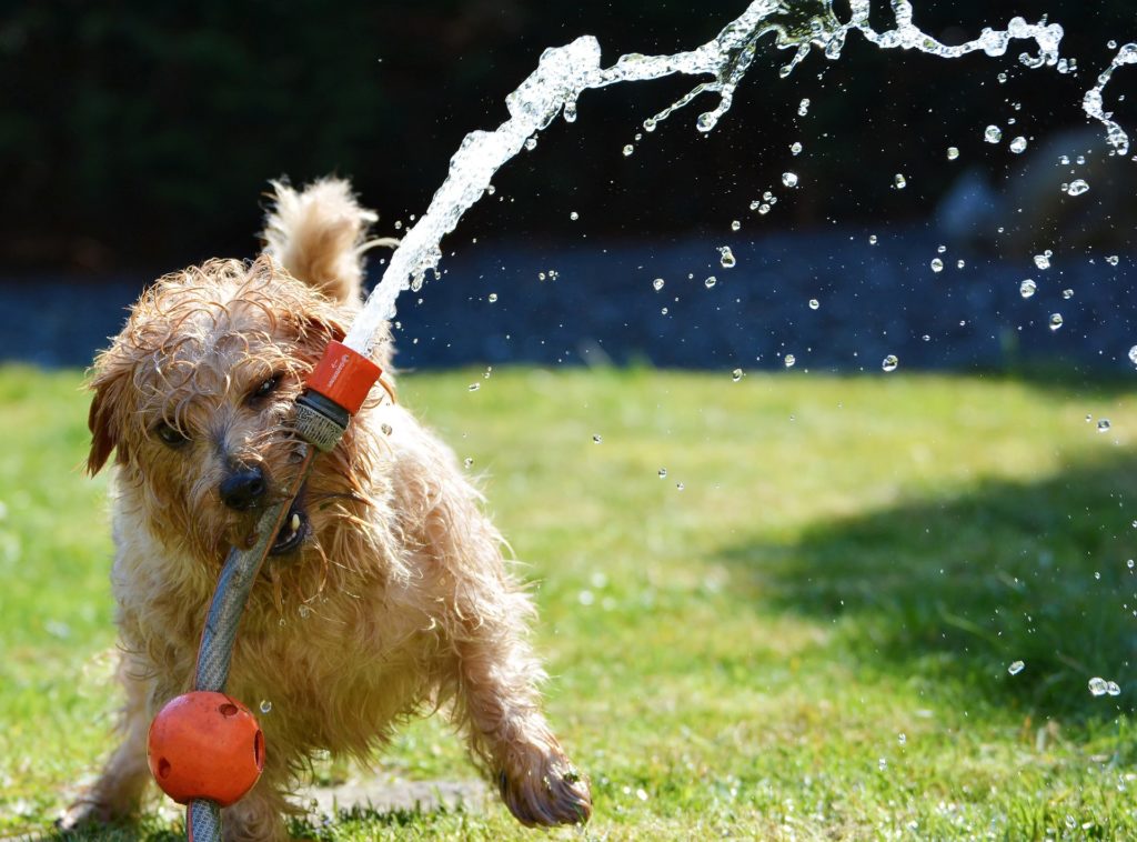 Prevent The 'Wet Dog Smell' After Your Dog's Bath | All Paws Pet Wash