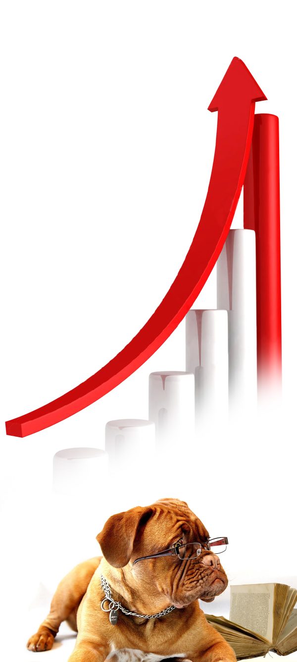 How to Start a Pet Wash Business All Paws Pet Wash