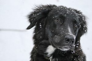 Tips for Washing Your Pets in the Winter