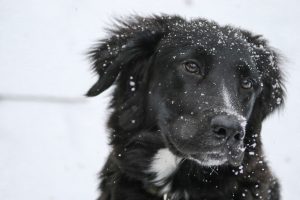 can dogs stay outside in the rain