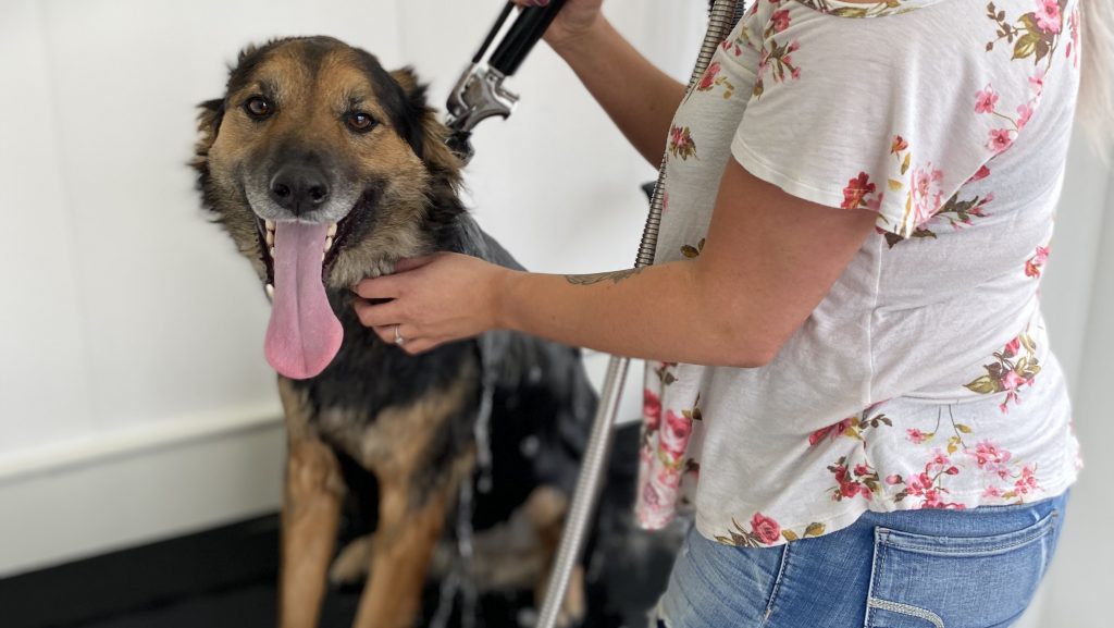 All Paws Pet Wash, Altoona All Paws Pet Wash