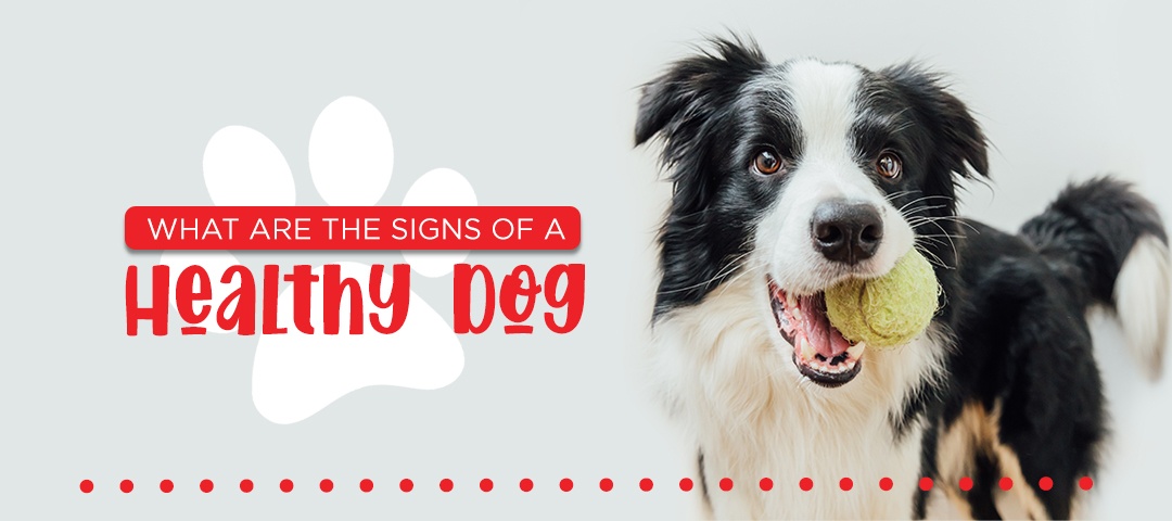 what are the signs of a healthy dog