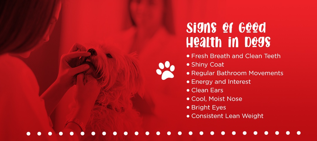 what are the signs of a healthy dog