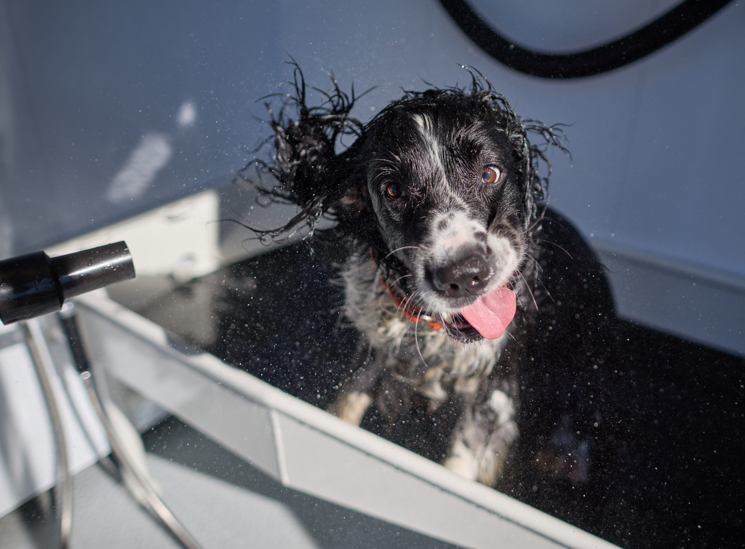 Dog receiving a bath in an All Paws Pet Wash tub